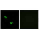 Immunofluorescence - Anti-CHSY2 Antibody (C15099) - Antibodies.com
