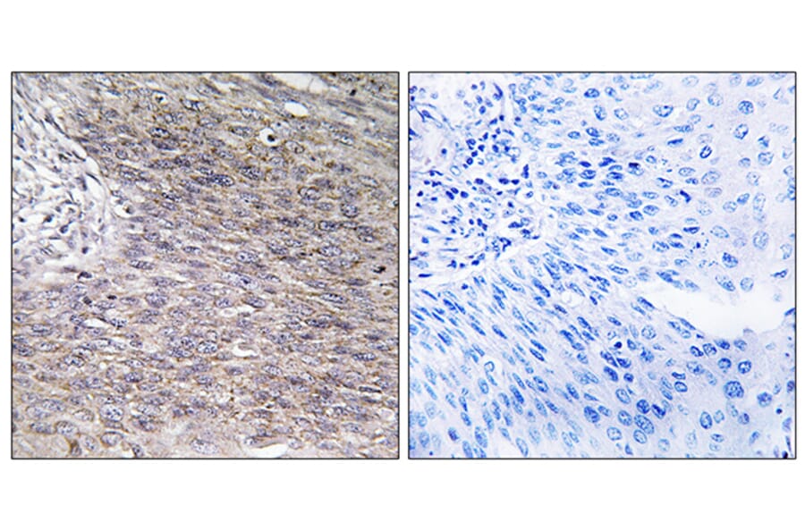 Immunohistochemistry - Anti-CHSY2 Antibody (C15099) - Antibodies.com