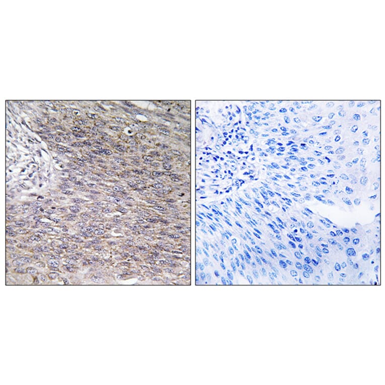 Immunohistochemistry - Anti-CHSY2 Antibody (C15099) - Antibodies.com