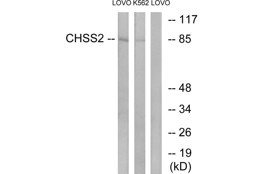 Western Blot - Anti-CHSY2 Antibody (C15099) - Antibodies.com