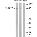 Western Blot - Anti-CHSY2 Antibody (C15099) - Antibodies.com