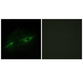 Immunofluorescence - Anti-CDH22 Antibody (C12096) - Antibodies.com