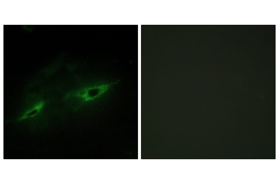 Immunofluorescence - Anti-CDH22 Antibody (C12096) - Antibodies.com