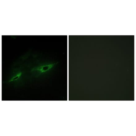 Immunofluorescence - Anti-CDH22 Antibody (C12096) - Antibodies.com