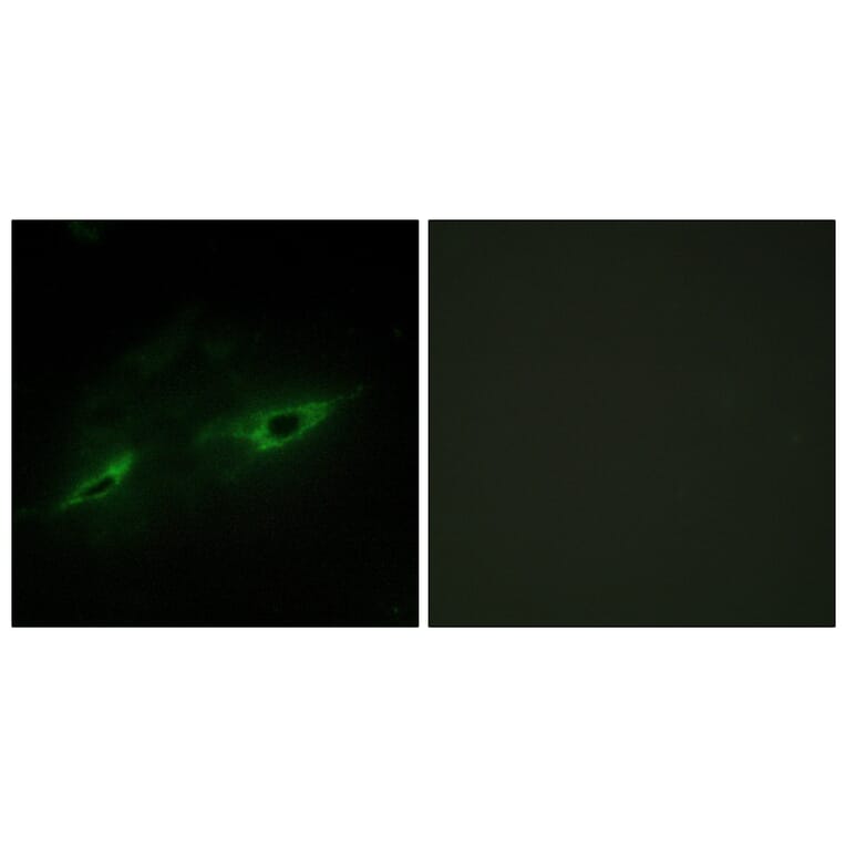 Immunofluorescence - Anti-CDH22 Antibody (C12096) - Antibodies.com