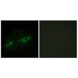 Immunofluorescence - Anti-CDH22 Antibody (C12096) - Antibodies.com