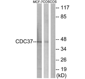 Western Blot - Anti-CDC37 Antibody (B1048) - Antibodies.com