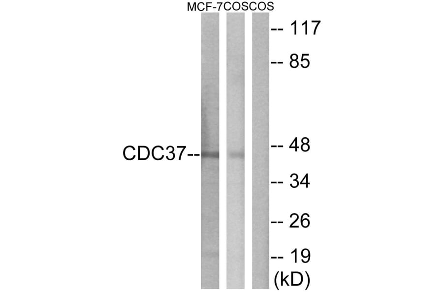 Western Blot - Anti-CDC37 Antibody (B1048) - Antibodies.com