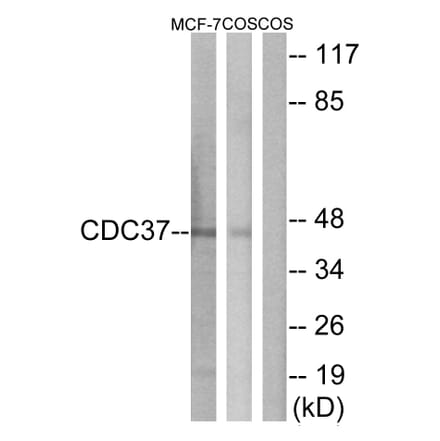 Western Blot - Anti-CDC37 Antibody (B1048) - Antibodies.com