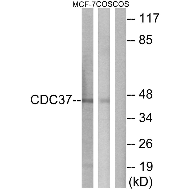 Western Blot - Anti-CDC37 Antibody (B1048) - Antibodies.com