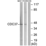 Western Blot - Anti-CDC37 Antibody (B1048) - Antibodies.com