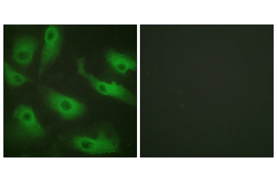 Immunofluorescence - Anti-CDC37 Antibody (B1048) - Antibodies.com