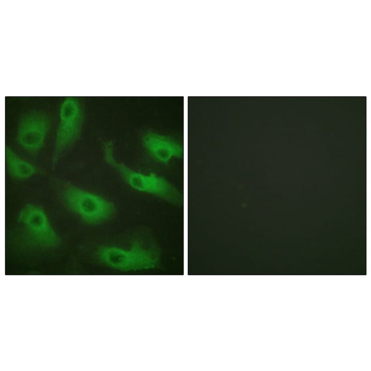 Immunofluorescence - Anti-CDC37 Antibody (B1048) - Antibodies.com