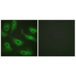 Immunofluorescence - Anti-CDC37 Antibody (B1048) - Antibodies.com