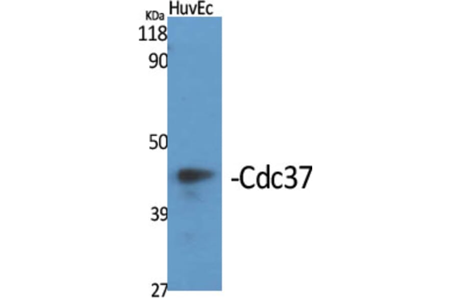 Western Blot - Anti-CDC37 Antibody (B1048) - Antibodies.com