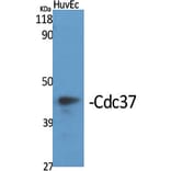 Western Blot - Anti-CDC37 Antibody (B1048) - Antibodies.com