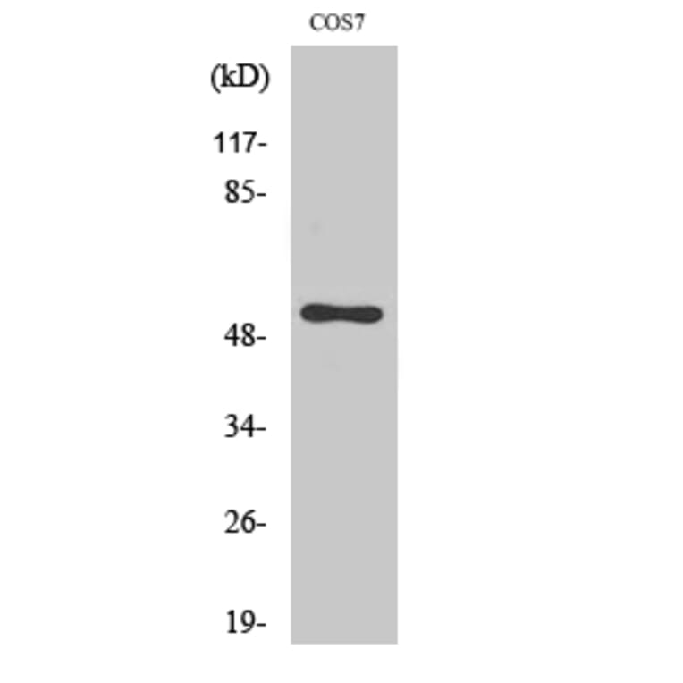 Western Blot - Anti-CDC37 Antibody (B1048) - Antibodies.com