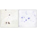 Immunohistochemistry - Anti-Caper Antibody (C10192) - Antibodies.com