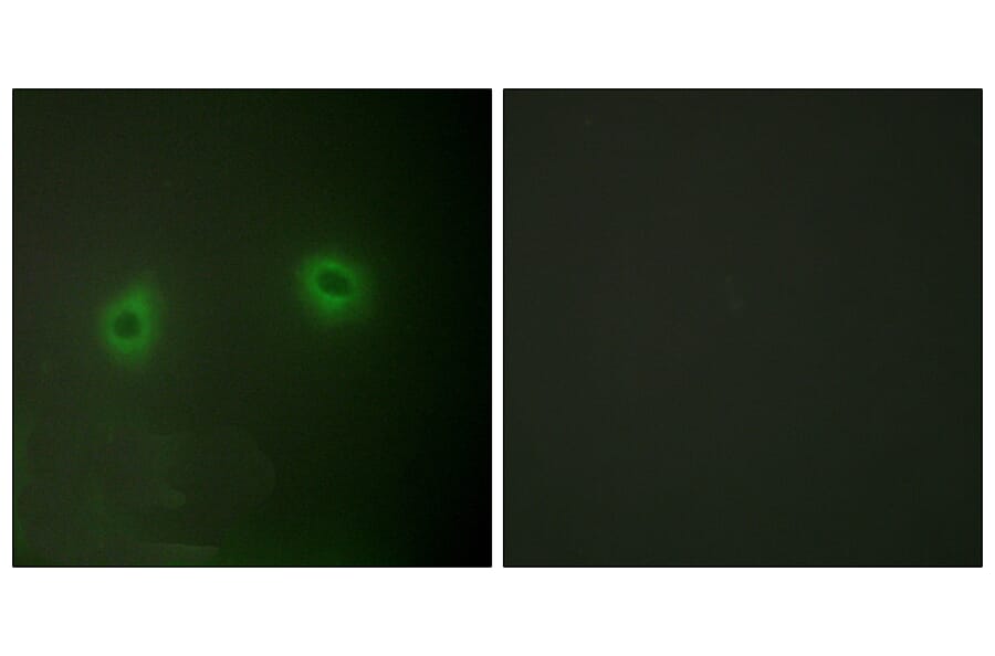 Immunofluorescence - Anti-Caper Antibody (C10192) - Antibodies.com