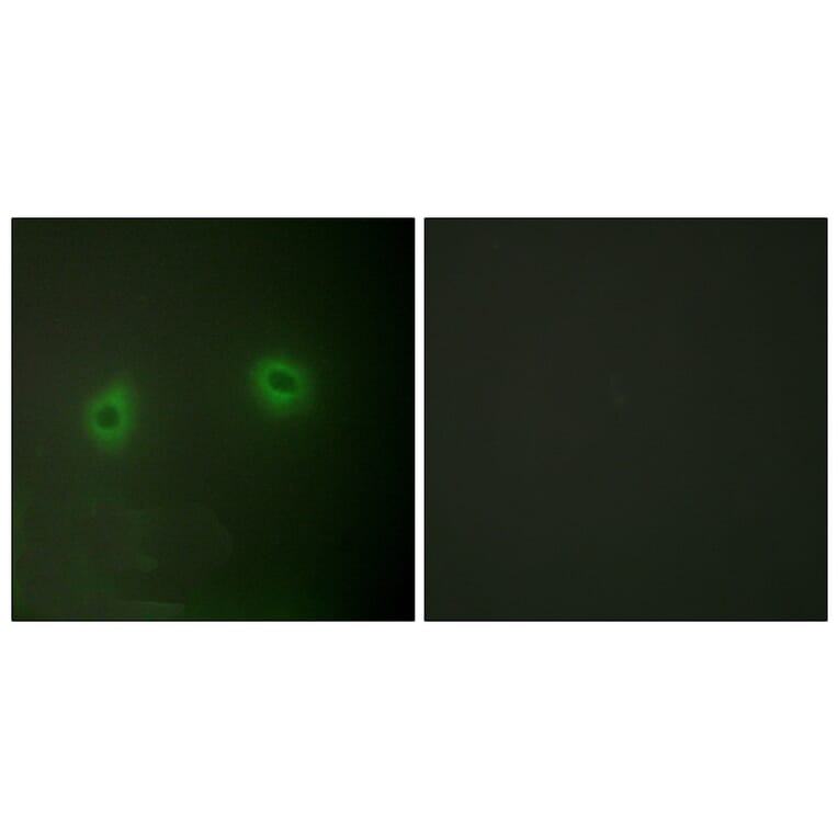 Immunofluorescence - Anti-Caper Antibody (C10192) - Antibodies.com