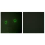 Immunofluorescence - Anti-Caper Antibody (C10192) - Antibodies.com