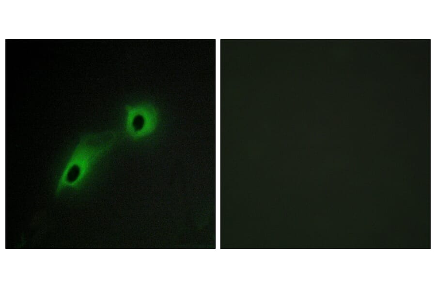 Immunofluorescence - Anti-CAMK5 Antibody (C11363) - Antibodies.com