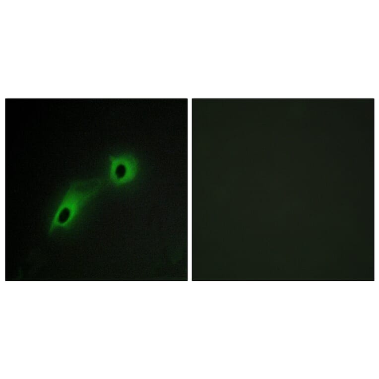 Immunofluorescence - Anti-CAMK5 Antibody (C11363) - Antibodies.com