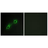 Immunofluorescence - Anti-CAMK5 Antibody (C11363) - Antibodies.com