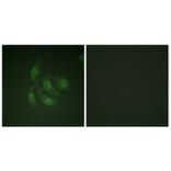 Immunofluorescence - Anti-CaMK4 Antibody (B0831) - Antibodies.com