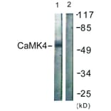 Western Blot - Anti-CaMK4 Antibody (B0831) - Antibodies.com