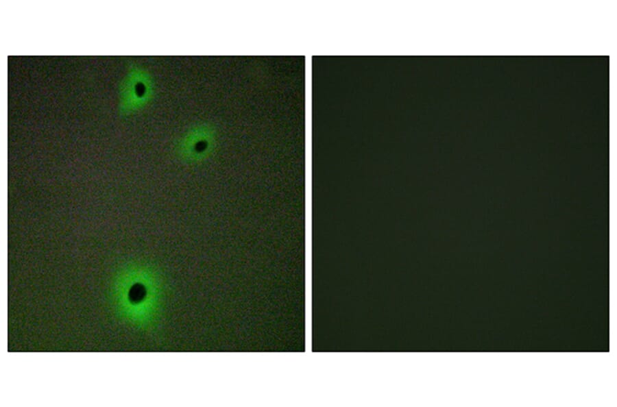 Immunofluorescence - Anti-CADM4 Antibody (C12111) - Antibodies.com
