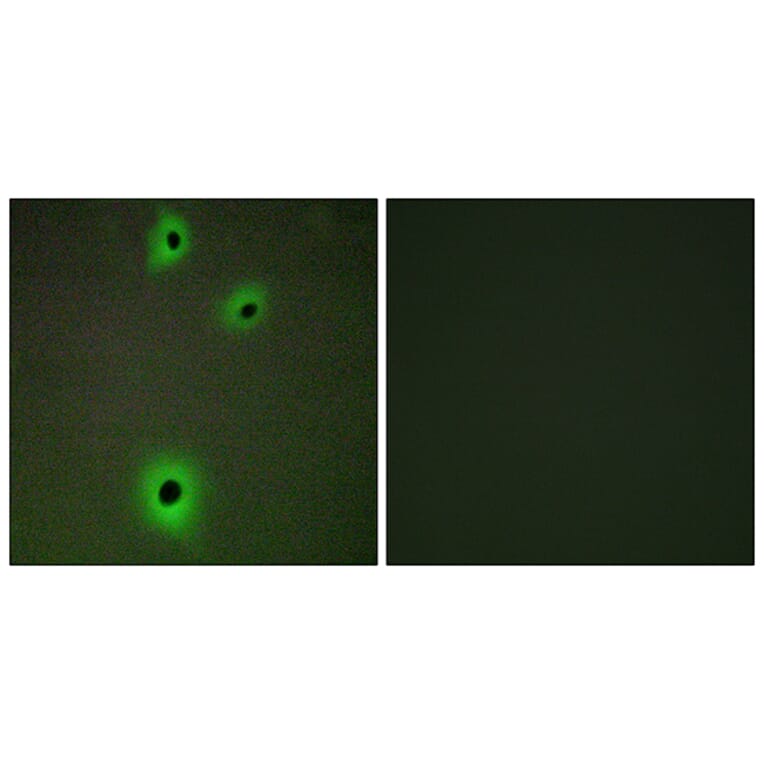 Immunofluorescence - Anti-CADM4 Antibody (C12111) - Antibodies.com