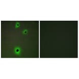 Immunofluorescence - Anti-CADM4 Antibody (C12111) - Antibodies.com