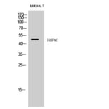Western Blot - Anti-CADM4 Antibody (C12111) - Antibodies.com