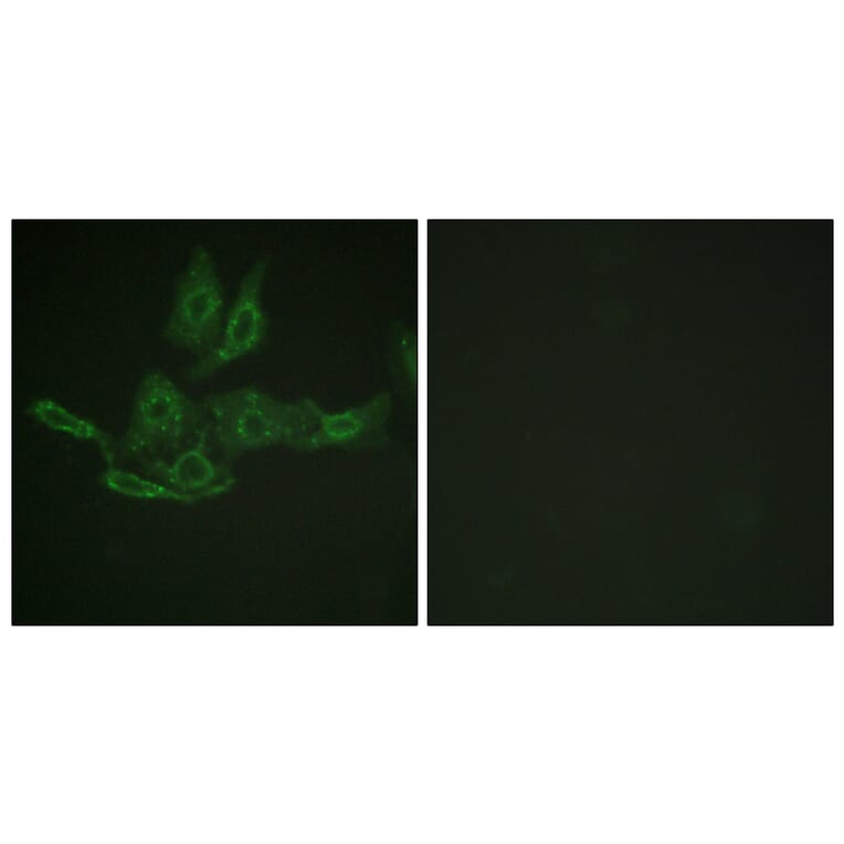 Immunofluorescence - Anti-BCL-2 Antibody (B0774) - Antibodies.com