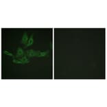 Immunofluorescence - Anti-BCL-2 Antibody (B0774) - Antibodies.com