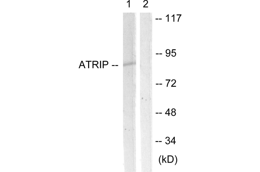 Western Blot - Anti-ATRIP Antibody (B0772) - Antibodies.com