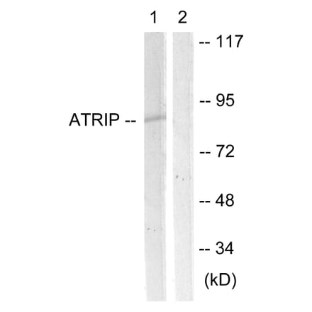 Western Blot - Anti-ATRIP Antibody (B0772) - Antibodies.com