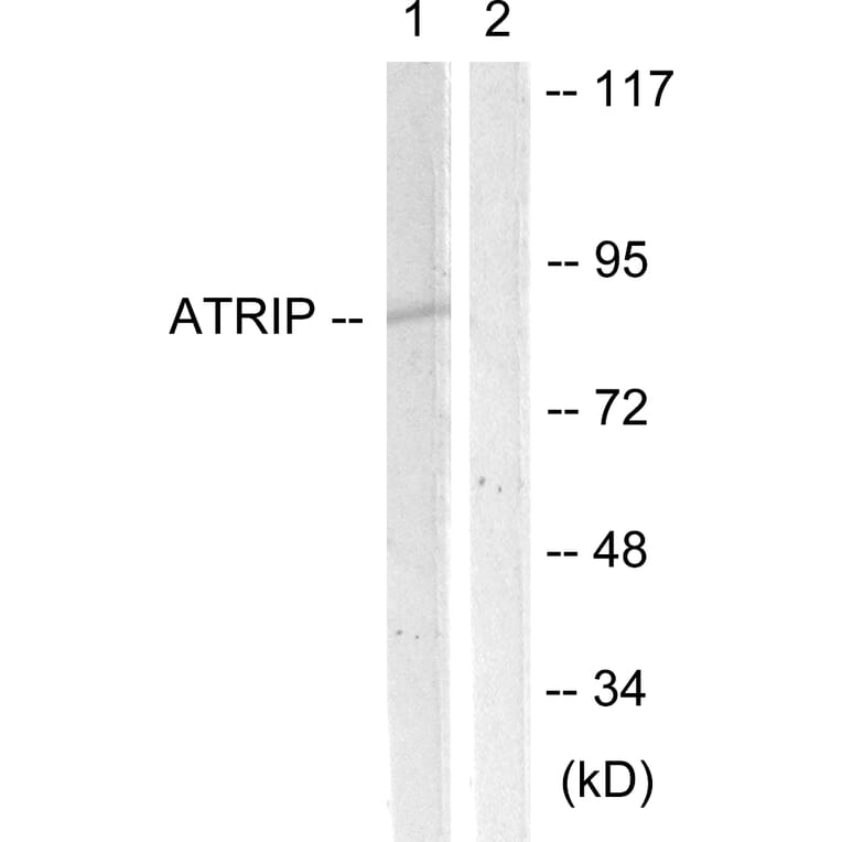 Western Blot - Anti-ATRIP Antibody (B0772) - Antibodies.com
