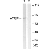 Western Blot - Anti-ATRIP Antibody (B0772) - Antibodies.com