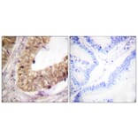 Immunohistochemistry - Anti-ATRIP Antibody (B0772) - Antibodies.com