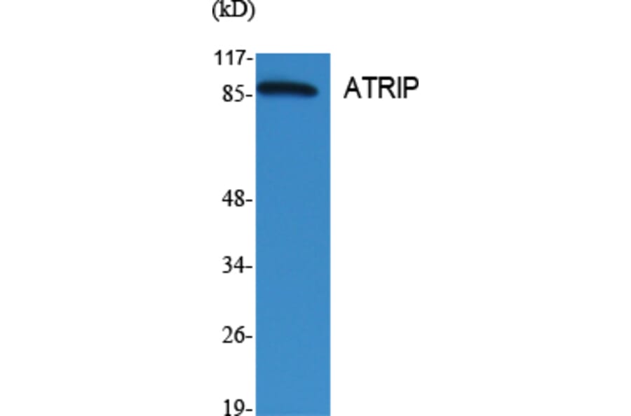 Western Blot - Anti-ATRIP Antibody (B0772) - Antibodies.com
