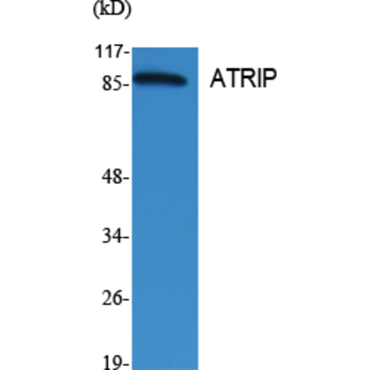 Western Blot - Anti-ATRIP Antibody (B0772) - Antibodies.com