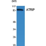 Western Blot - Anti-ATRIP Antibody (B0772) - Antibodies.com