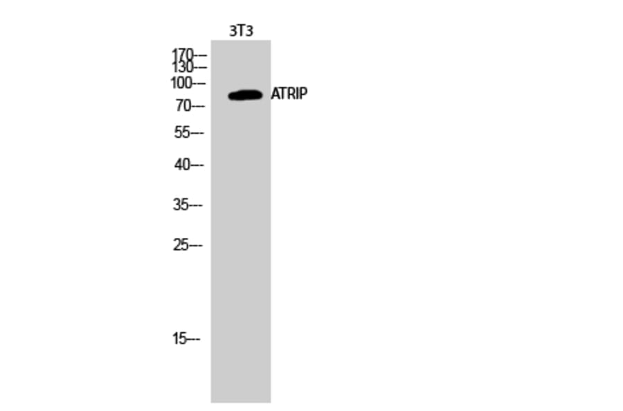 Western Blot - Anti-ATRIP Antibody (B0772) - Antibodies.com