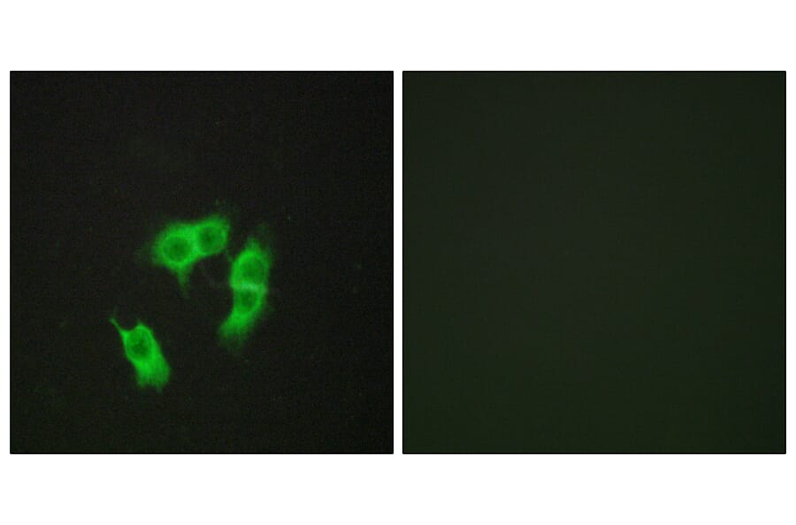 Immunofluorescence - Anti-ARMX3 Antibody (C11839) - Antibodies.com
