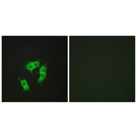 Immunofluorescence - Anti-ARMX3 Antibody (C11839) - Antibodies.com