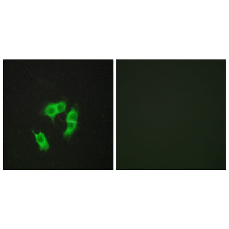 Immunofluorescence - Anti-ARMX3 Antibody (C11839) - Antibodies.com