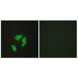 Immunofluorescence - Anti-ARMX3 Antibody (C11839) - Antibodies.com