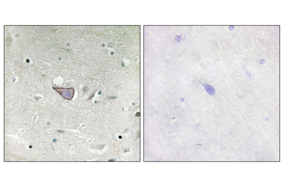 Immunohistochemistry - Anti-ARMX3 Antibody (C11839) - Antibodies.com